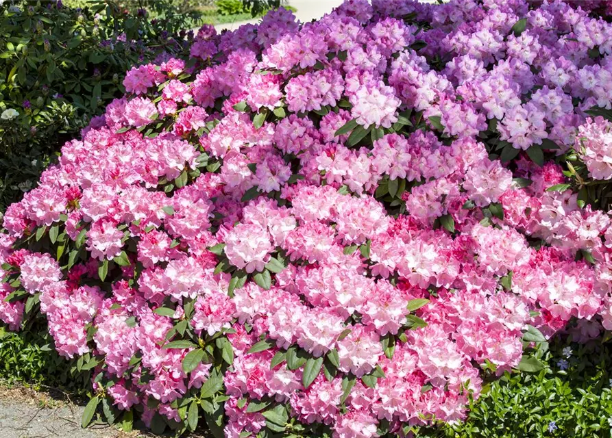 Rhododendron 'English Roseum'