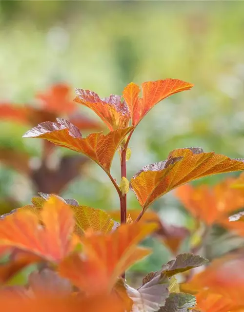 Blasenspiere 'Amber Jubilee'®