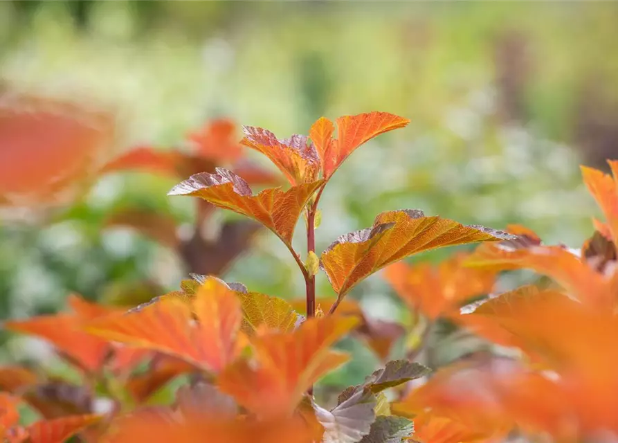 Blasenspiere 'Amber Jubilee'®