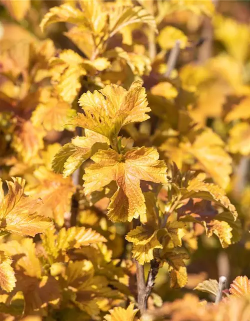 Blasenspiere 'Amber Jubilee'®