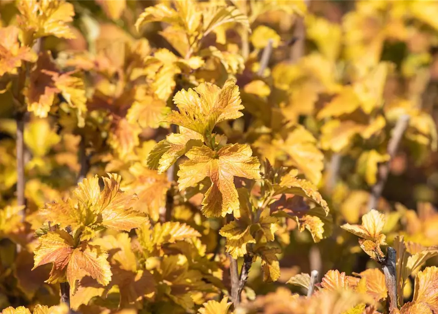 Blasenspiere 'Amber Jubilee'®