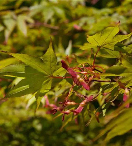 Acer palmatum 'Osakazuki'