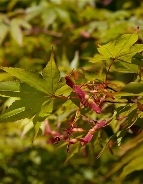 Acer palmatum 'Osakazuki'