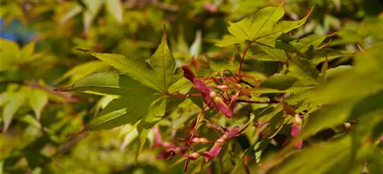 Acer palmatum 'Osakazuki'