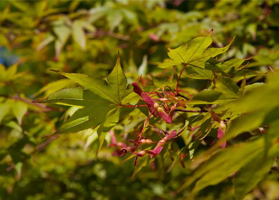 Acer palmatum 'Osakazuki'