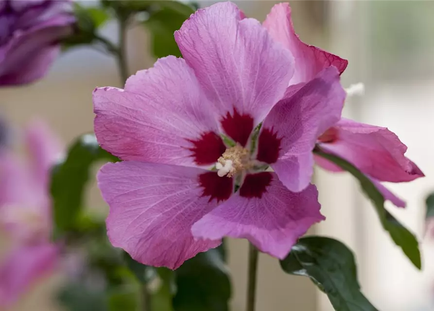 Hibiscus syriacus 'Woodbridge'