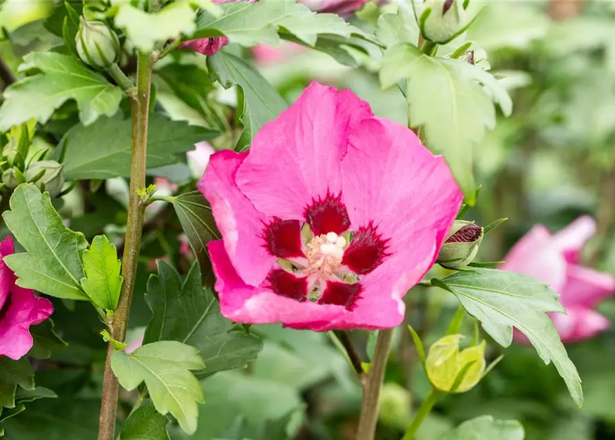 Hibiscus syriacus 'Woodbridge'