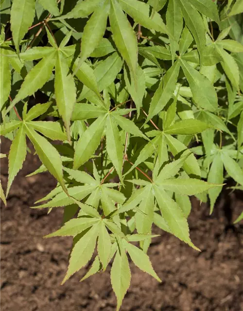 Acer palmatum 'Osakazuki'