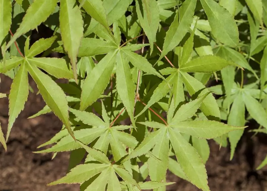 Acer palmatum 'Osakazuki'