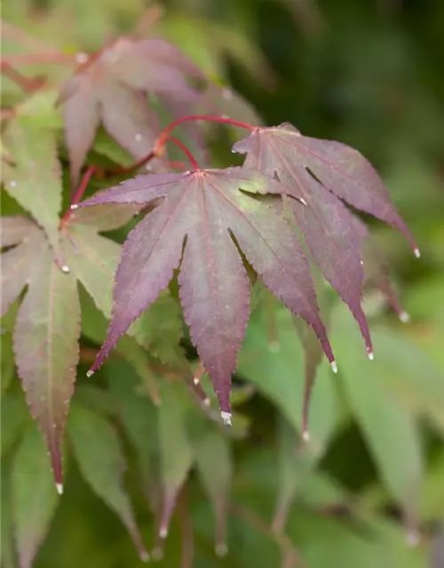 Acer palmatum 'Osakazuki'