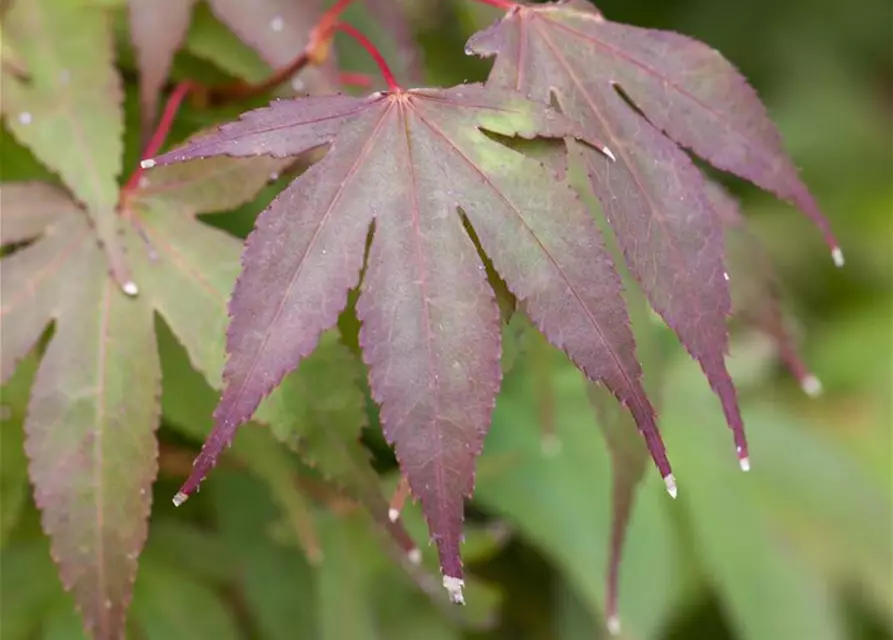 Acer palmatum 'Osakazuki'