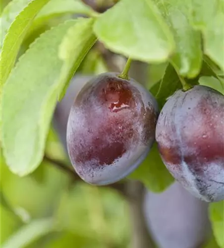 Zwetsche 'Bühler Frühzwetsche'