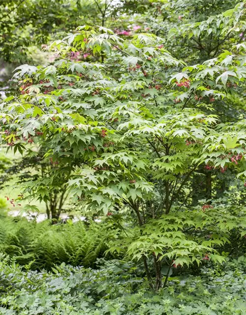 Acer palmatum 'Osakazuki'