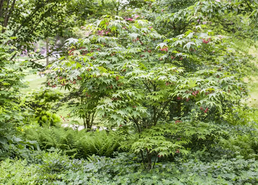 Acer palmatum 'Osakazuki'