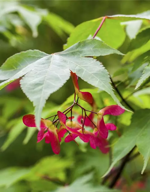 Acer palmatum 'Osakazuki'