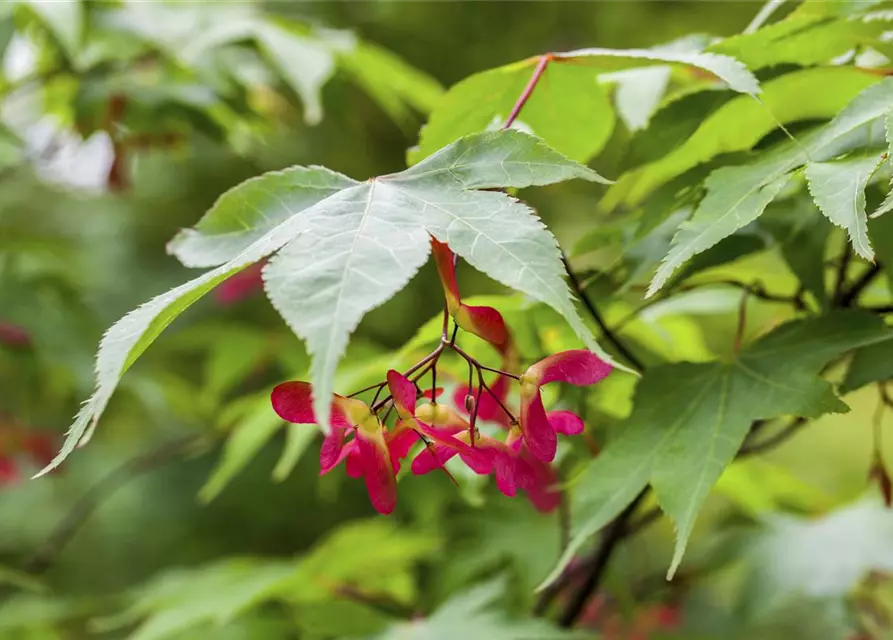 Acer palmatum 'Osakazuki'