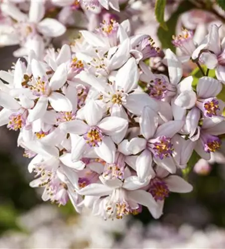 Deutzia rosea 'Yuki Cherry Blossom'®(S)