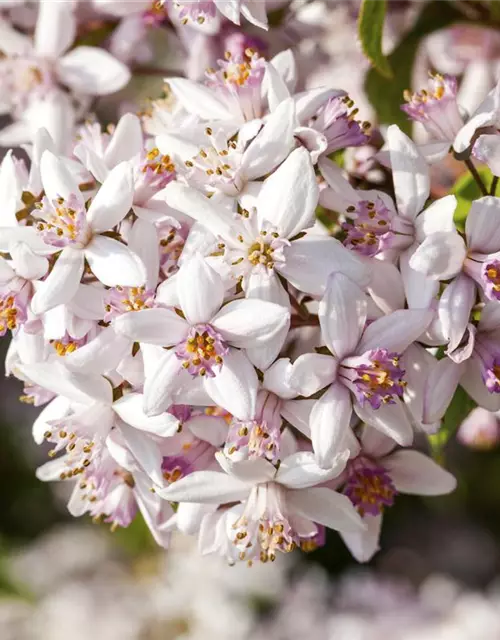 Deutzia rosea 'Yuki Cherry Blossom'®(S)