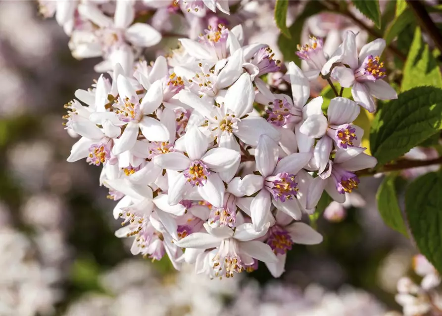 Deutzia rosea 'Yuki Cherry Blossom'®(S)