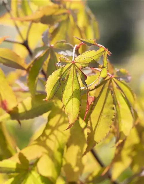 Acer palmatum 'Osakazuki'