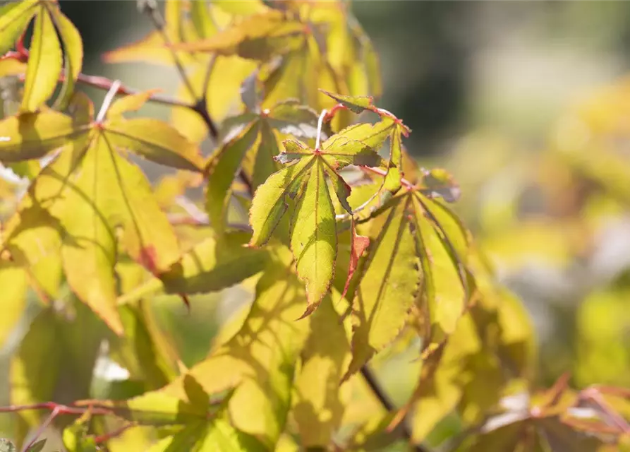 Acer palmatum 'Osakazuki'