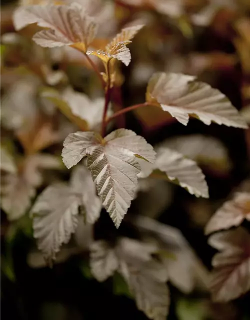 Fasanenspiere 'Lady in Red'®