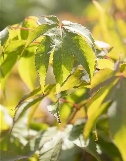 Acer palmatum 'Osakazuki'