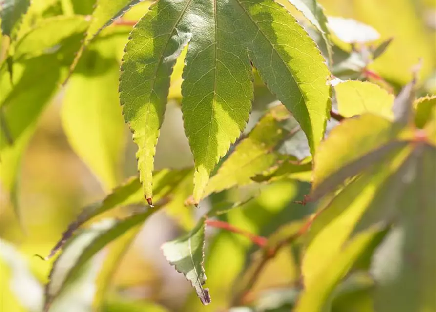 Acer palmatum 'Osakazuki'