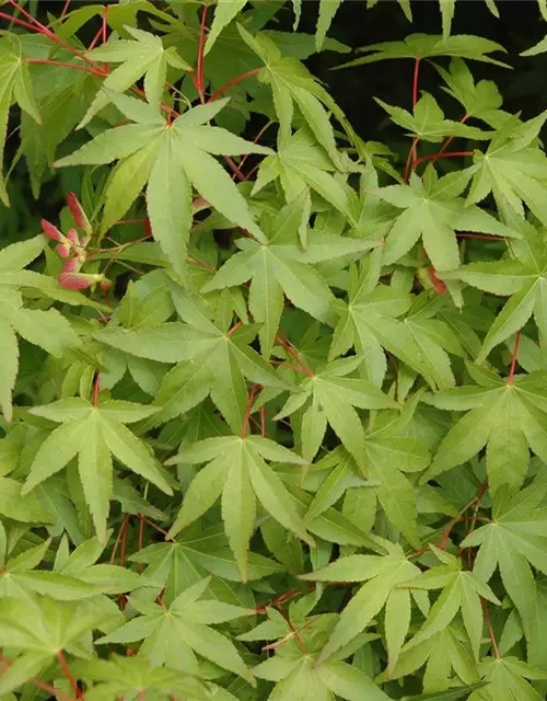 Acer palmatum 'Osakazuki'