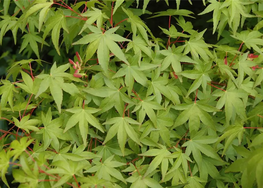 Acer palmatum 'Osakazuki'