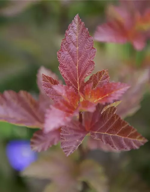 Fasanenspiere 'Lady in Red'®