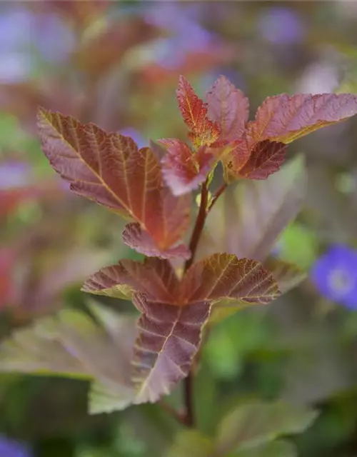 Fasanenspiere 'Lady in Red'®