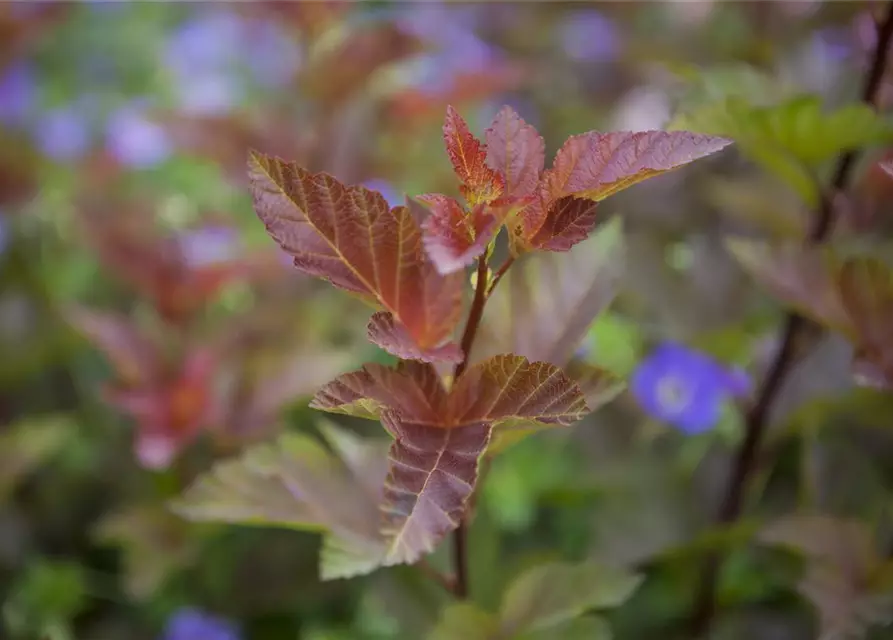 Fasanenspiere 'Lady in Red'®