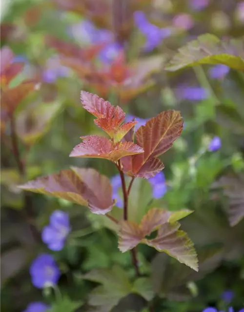 Fasanenspiere 'Lady in Red'®