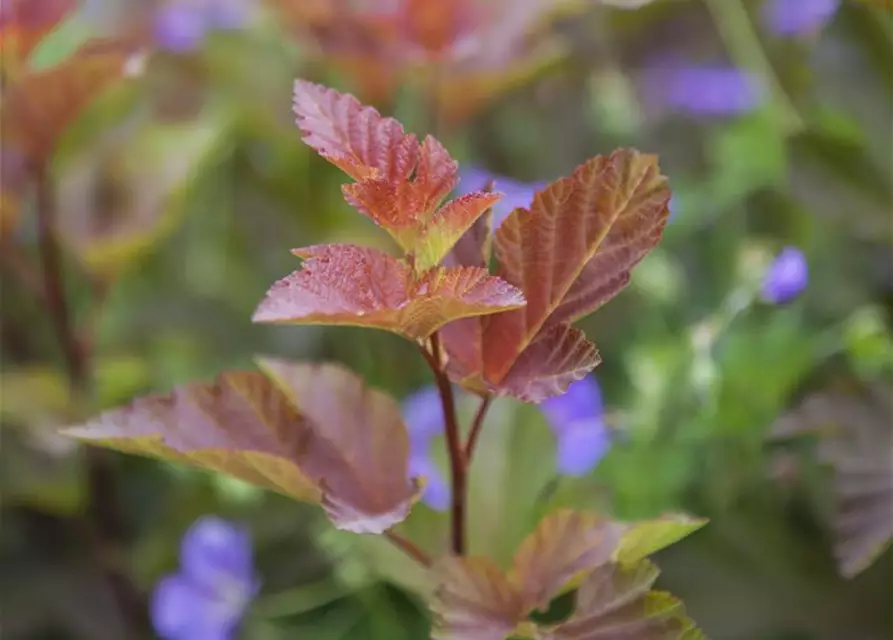 Fasanenspiere 'Lady in Red'®