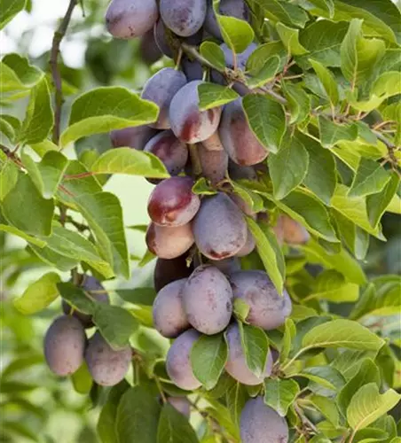 Prunus domestica 'Hauszwetsche'