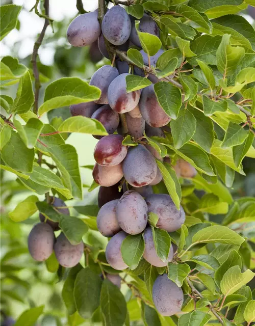 Prunus domestica 'Hauszwetsche'