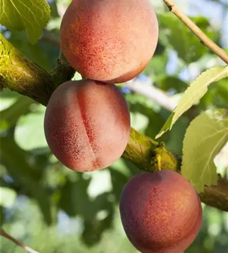 Prunus domestica 'Königin Viktoria'