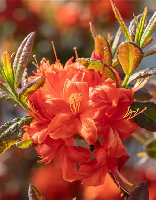 Sommergrüne Azalee 'Fireball'