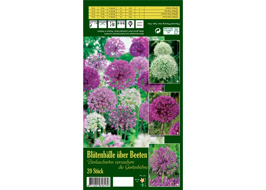 Allium-Mix 'Blütenbälle über Beeten'