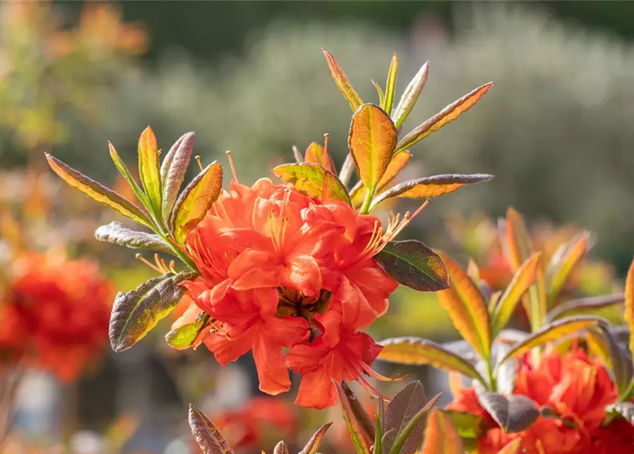 Sommergrüne Azalee 'Fireball'