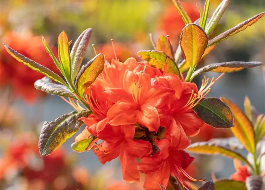 Sommergrüne Azalee 'Fireball'