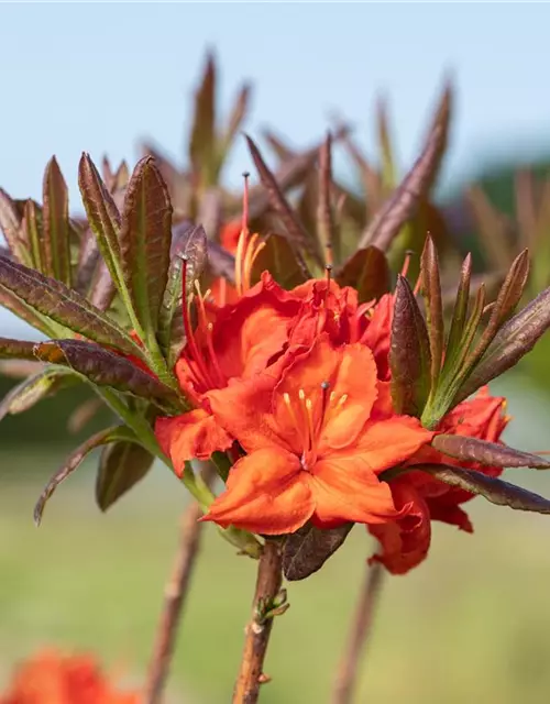 Sommergrüne Azalee 'Fireball'