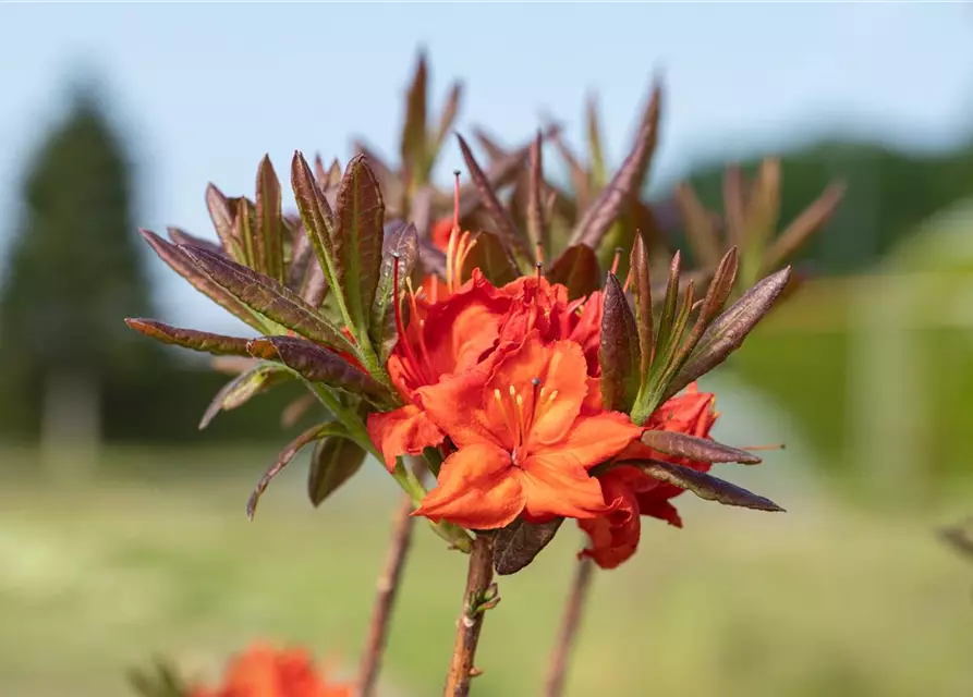 Sommergrüne Azalee 'Fireball'