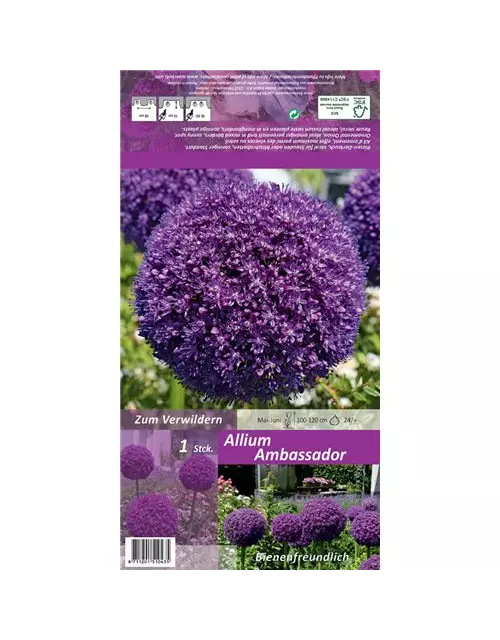 Zierlauch (Allium) 'Ambassador'