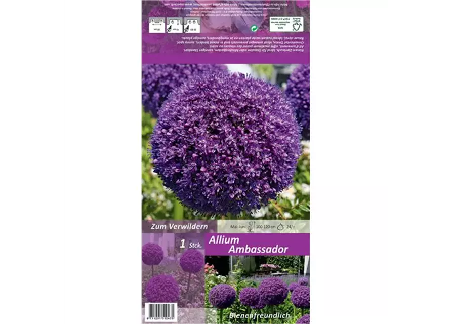 Zierlauch (Allium) 'Ambassador'