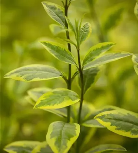 Ligustrum ovalifolium 'Aureum'