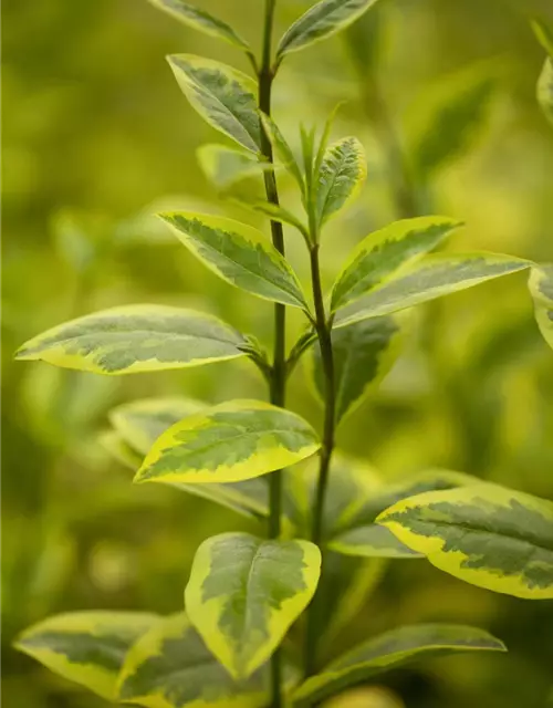 Ligustrum ovalifolium 'Aureum'