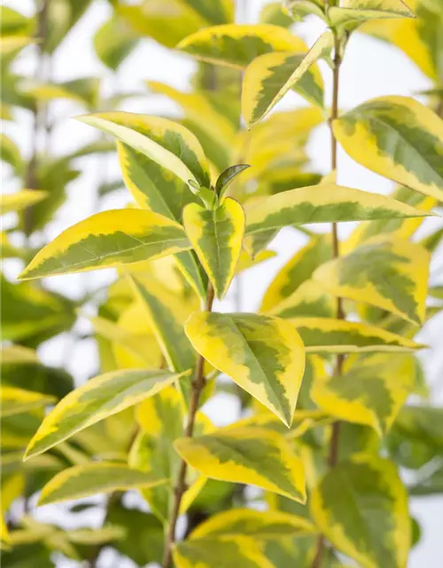 Ligustrum ovalifolium 'Aureum'