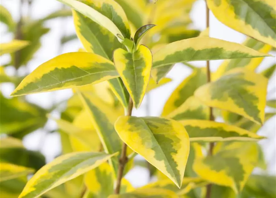 Ligustrum ovalifolium 'Aureum'